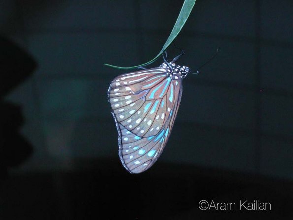 DSCN5341